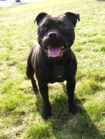 /album/fotogalerie-our-dogs/a001-jpg/