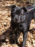 /album/fotogalerie-our-dogs/a004-1-jpg/