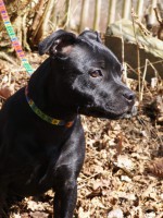 /album/fotogalerie-our-dogs/a005-1-jpg/