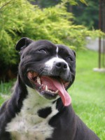 /album/fotogalerie-our-dogs/a9-jpg/