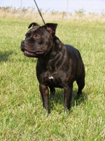 /album/fotogalerie-our-dogs/bazu03-jpg/