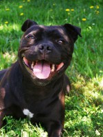 /album/fotogalerie-our-dogs/deny1-jpg/