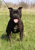 /album/fotogalerie-our-dogs/deny05-jpg/