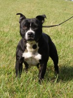 /album/fotogalerie-our-dogs/fly01-jpg/