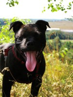 /album/fotogalerie-our-dogs/p1010016-jpg1/