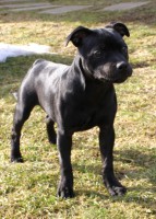 /album/perunstaff-atropos-pride-viky/a02-jpg1/