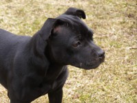 /album/perunstaff-atropos-pride-viky/a009-jpg/