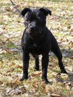 /album/fotogalerie-our-dogs/a001v-jpg/