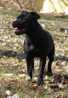 /album/perunstaff-atropos-pride-viky/a003v-jpg/