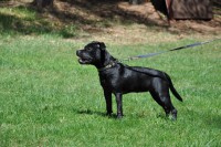 /album/perunstaff-atropos-pride-viky/dsc-0416-jpg/