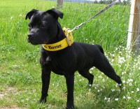 /album/perunstaff-atropos-pride-viky/a13511-520357541357534-166441181-n-jpg/